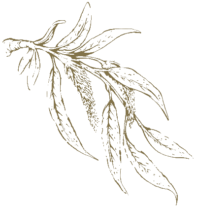 cyberthum Commercial